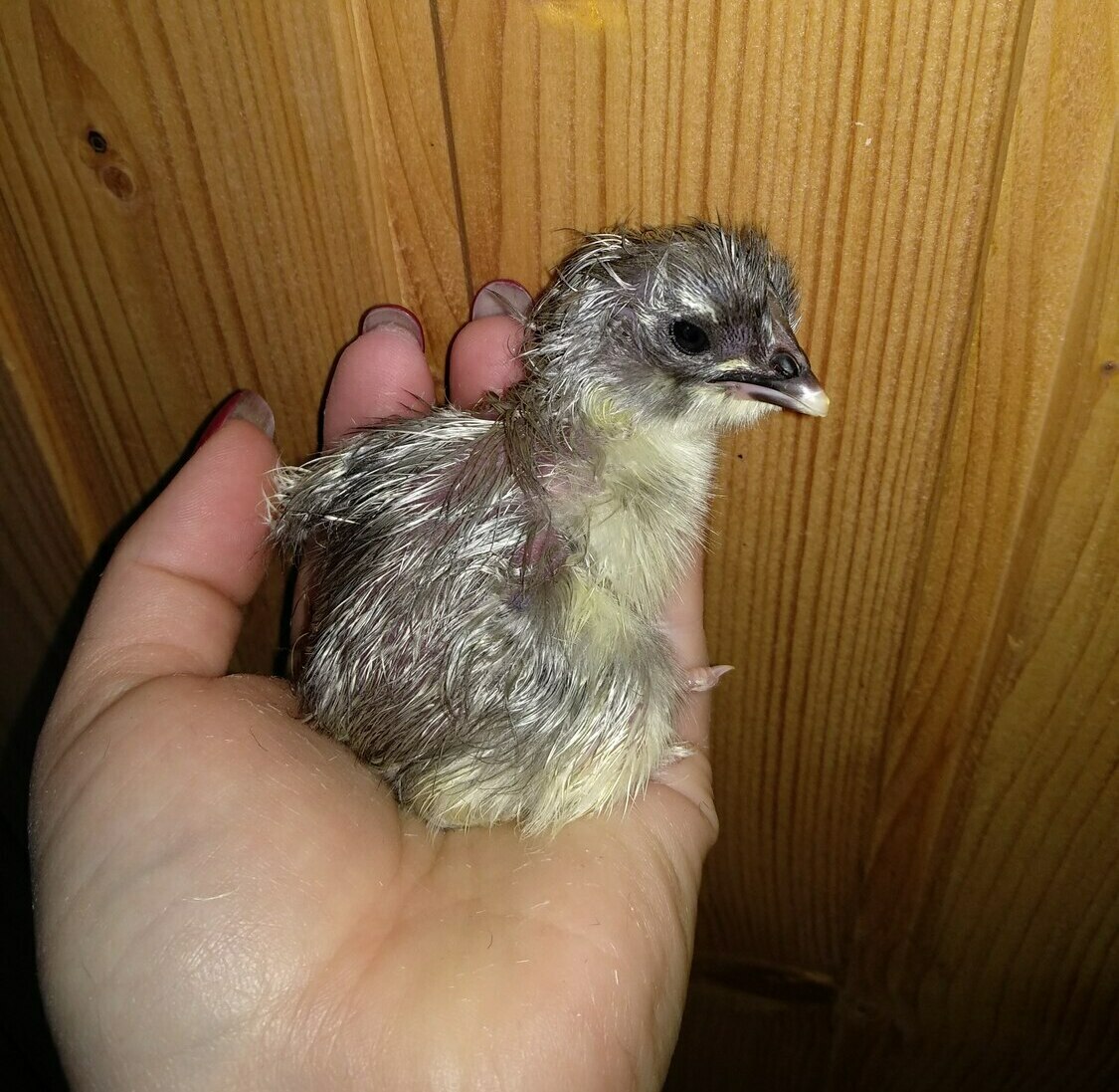 Цыпленок Маран Голубое Серебро