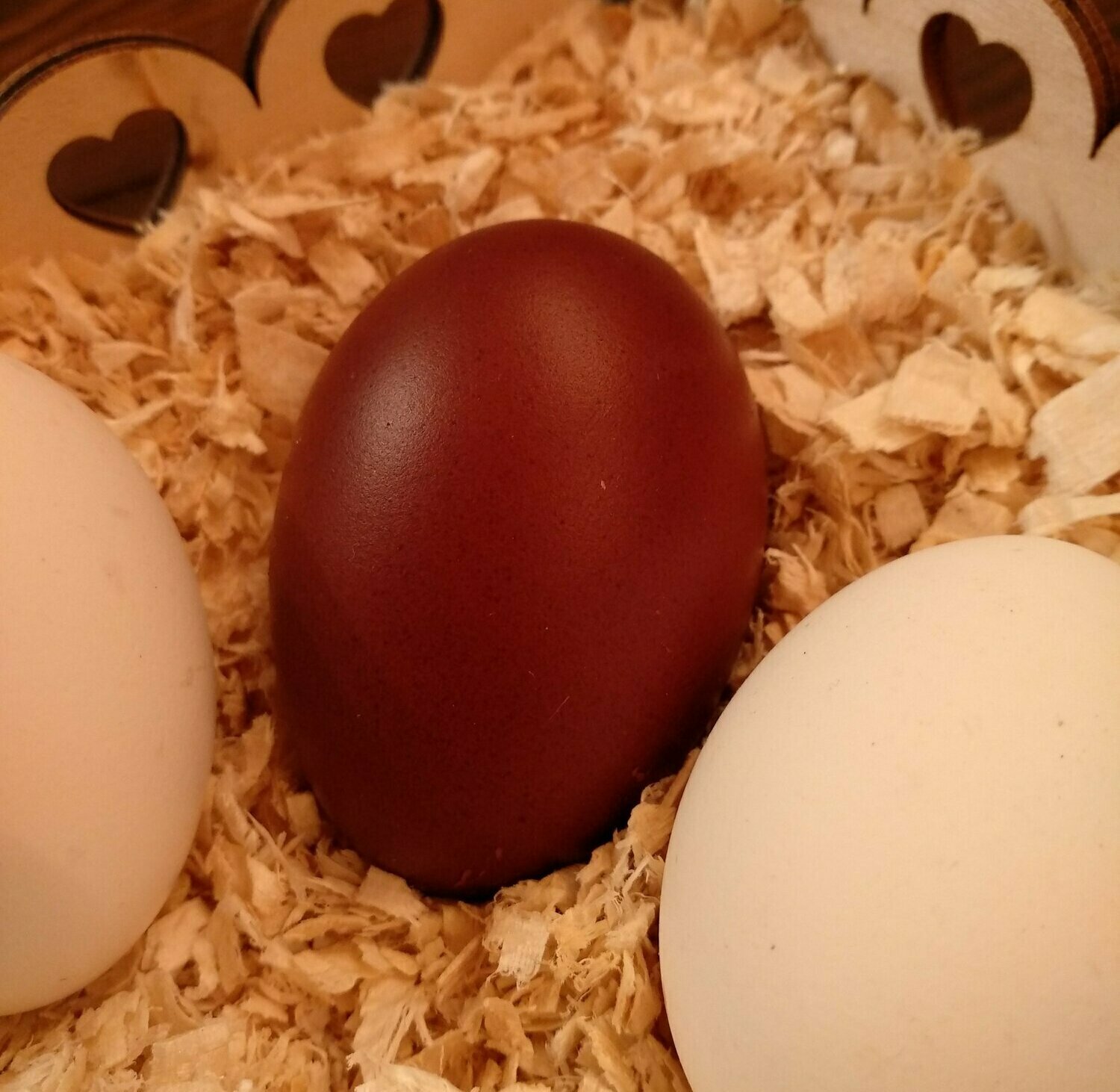 Инкубационное яйцо Маран - экстра красного окраса на фоне кремовых яиц Бресс Гальской породы кур, Свежее инкубационное яйцо Маран — отобрано в день откладки