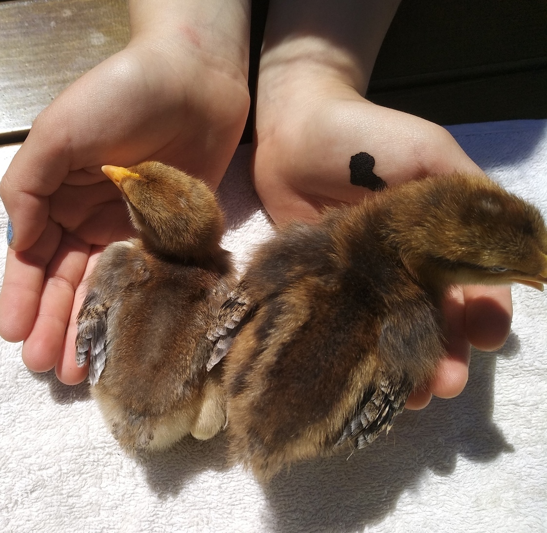 Курица Билефельдер с суточными цыплятами — мясо-яичная порода, вес яйца 75–85 г