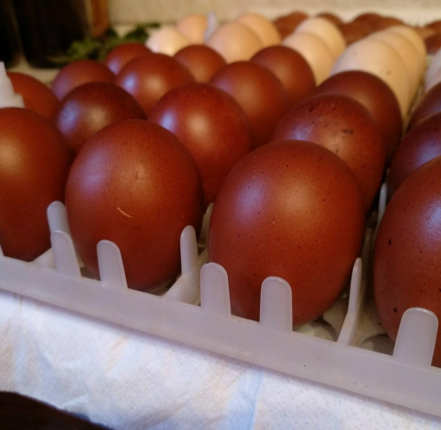 Инкубационное яйцо кур Маран — тёмно-шоколадное, плотная скорлупа, вес 72–78 г